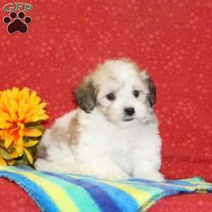 Ryan, Maltipoo Puppy